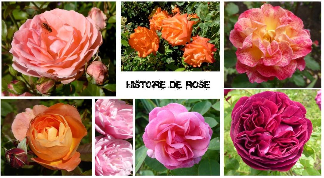 Au Rendez Vous De L'Auxois B&B Essey エクステリア 写真